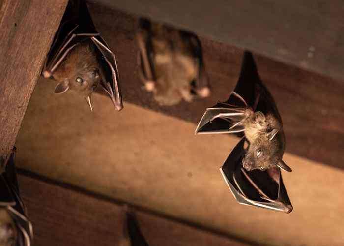 6 cose che portano pipistrelli nella tua casa, secondo gli esperti