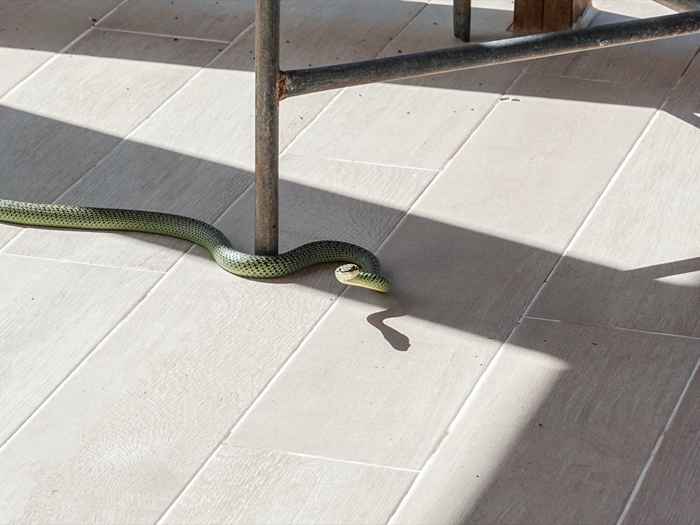 6 coisas que estão trazendo cobras para sua casa