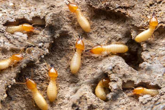 6 choses qui apportent des termites dans votre maison, disent les experts