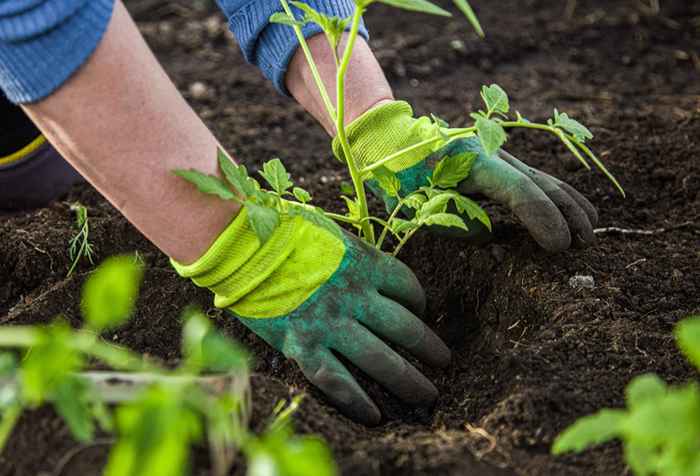 7 planter du ante ikke kunne drepe deg