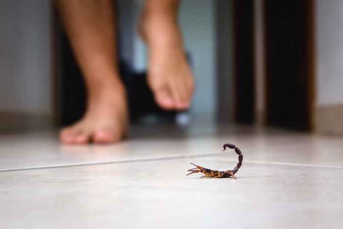 7 choses apportant des scorpions dans votre maison