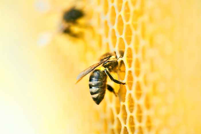 77 Bienenmusik, die unbedingt lustig sind