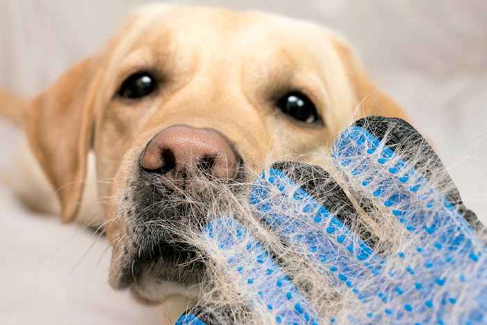 8 Genius Dog Shedding Products som vil gjøre hjemmet ditt renere