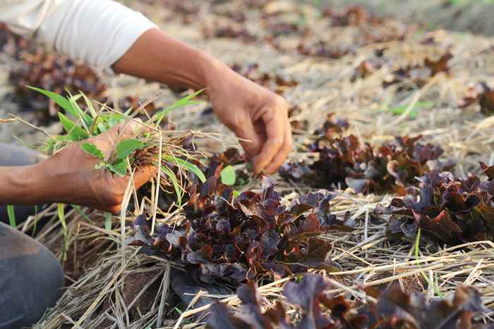 9 tueurs naturels des mauvaises herbes qui fonctionnent réellement