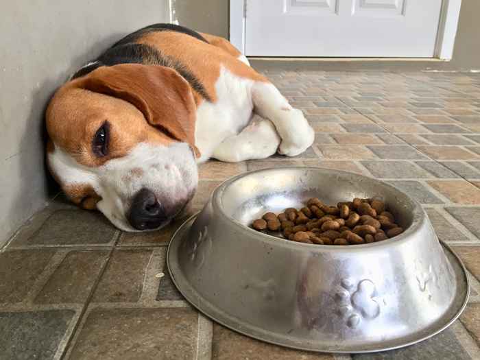 Wenn Sie Ihren Hund füttern, sagt die FDA, sofort anzuhalten