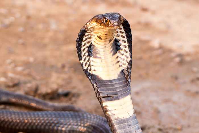 Si vives aquí, la policía dice que tenga cuidado con una serpiente venenosa