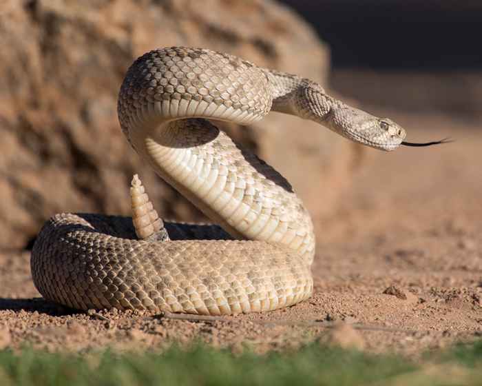 Se vivi qui, preparati per un afflusso di serpenti