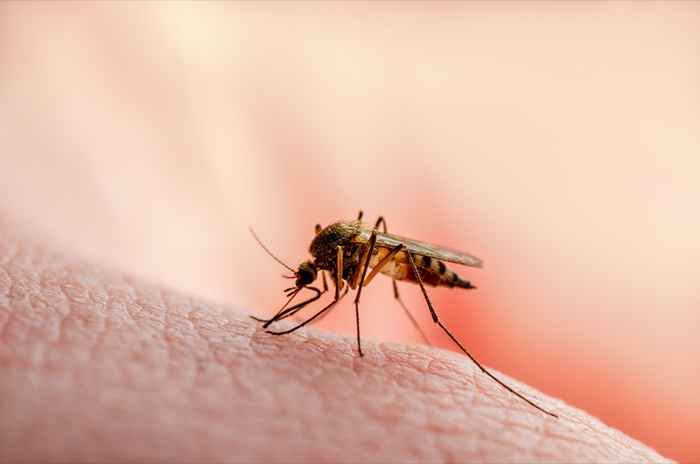 Se você mora aqui, prepare -se para mosquitos extremamente agressivos