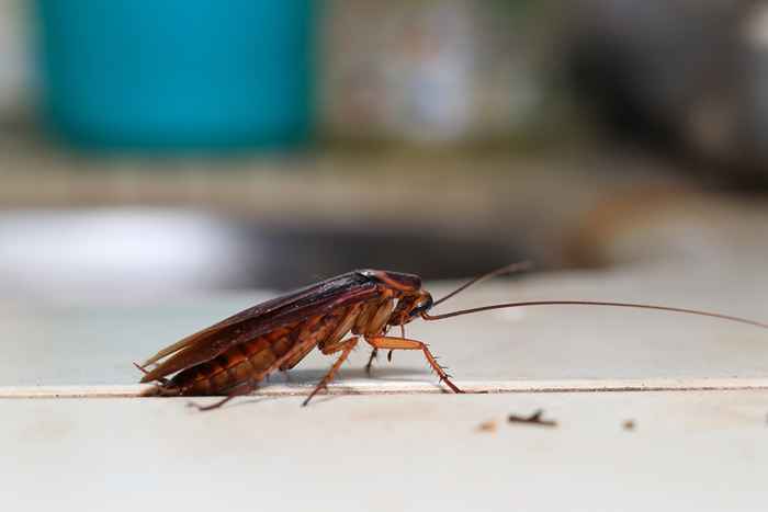 Se você mora aqui, prepare -se para mais baratas, os especialistas alertam