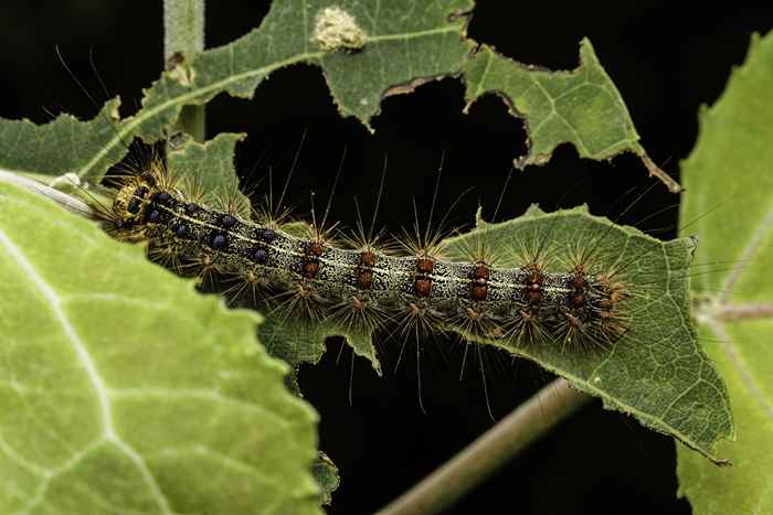 Si vive en estos estados, tenga cuidado con esta peligrosa oruga, el USDA dice