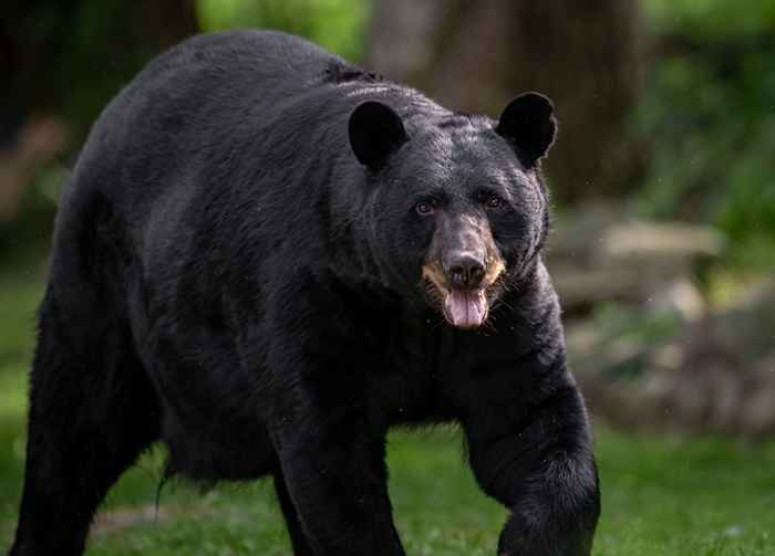 Si vive en estos estados, busque osos negros