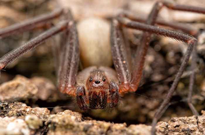 Wenn Sie in diesen Staaten leben, bereiten Sie sich auf mehr von dieser tödlichen Spinne vor, sagen Experten