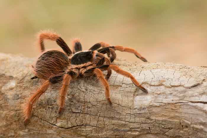 Se você mora nesses estados, prepare -se para ver mais tarântulas