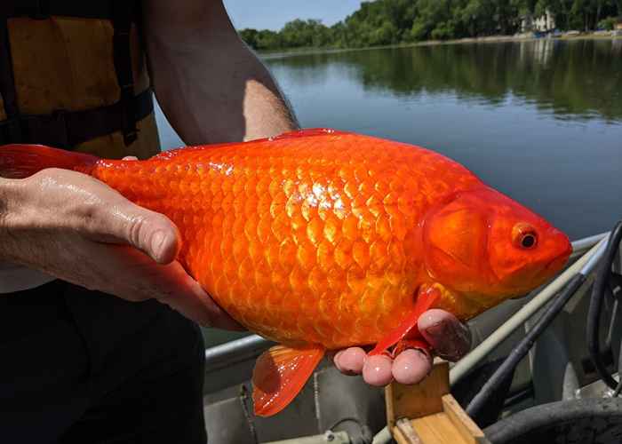 Se você mora nesses estados, cuidado com o peixe dourado do tamanho de futebol