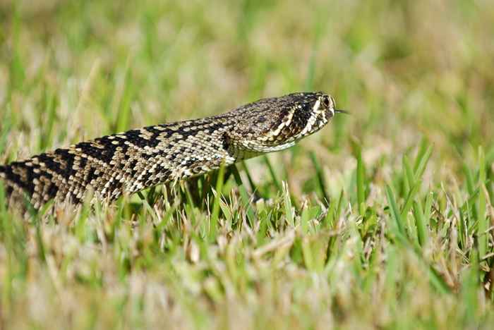 Se vivi in ​​questi stati, fai attenzione a questo serpente altamente velenoso