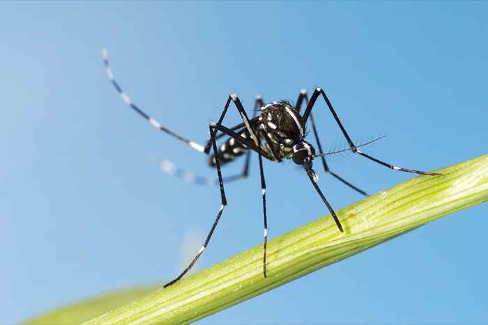 Si vive en estos estados, tenga cuidado con este mosquito potencialmente incapacitante