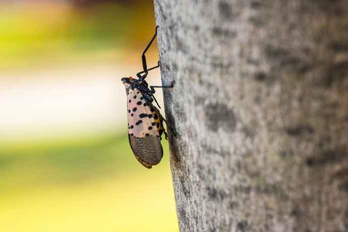 Se você vir este bug, esmague -o imediatamente, diz o USDA