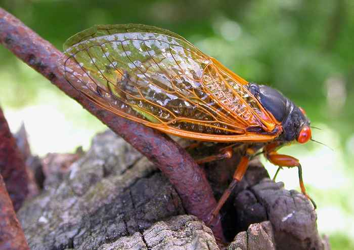 Si vous voyez ce bug, c'est sur le point d'envahir le U.S., Ne le tuez pas