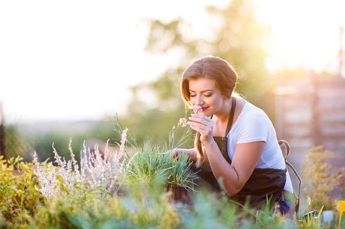 Se vedi questo fiore nel tuo cortile, chiama immediatamente i funzionari locali