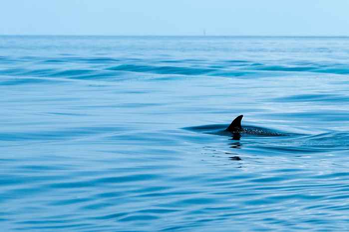 Si ve que esto crece en el agua, tenga cuidado con los tiburones, dicen los expertos