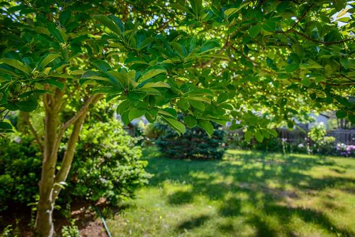 Wenn Sie dies in Ihrem Garten sehen, bereiten Sie sich auf eine Invasion vor, sagt USDA