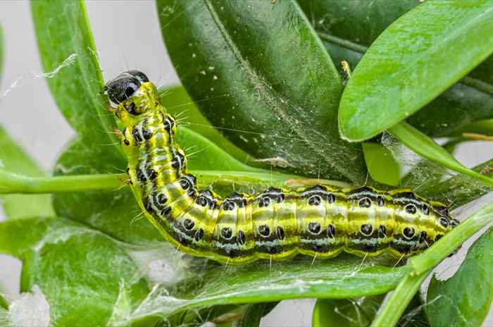 Si vous voyez cet insecte invasif, appelez immédiatement les fonctionnaires