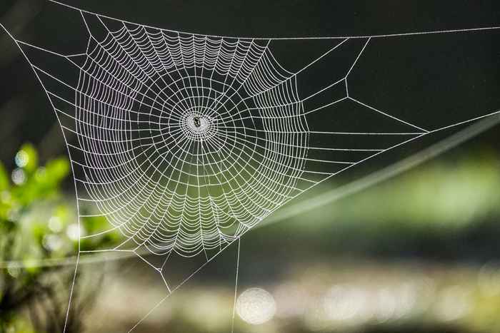 Se você vir esta rara aranha venenosa, mantenha sua distância