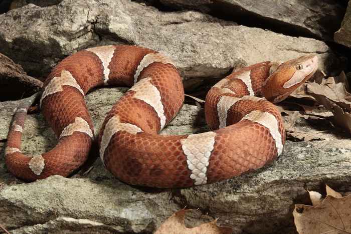 Se você cheirar isso em casa, você pode ter uma cobra venenosa, dizem especialistas