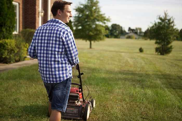 Si votre herbe ressemble à ceci, vous pourriez avoir une infestation de vertes grave