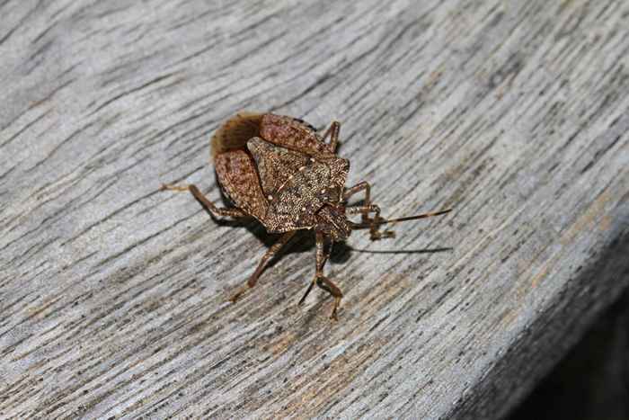 Si votre maison sent ceci, vous pouvez avoir un problème de bug