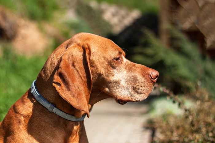 Si votre animal porte ce col, il pourrait être en danger