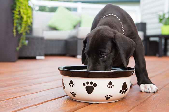 Se stai dando da mangiare al tuo cane, fermati subito, dice FDA