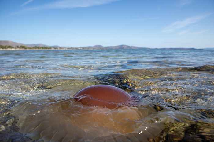 Las medusas están explotando en número aquí este verano, advierten los funcionarios locales