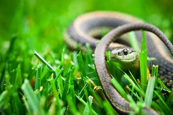 Manter isso em seu quintal está atraindo cobras, os especialistas alertam