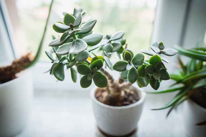 Ta aldri disse plantene inn i hjemmet ditt hvis du har kjæledyr