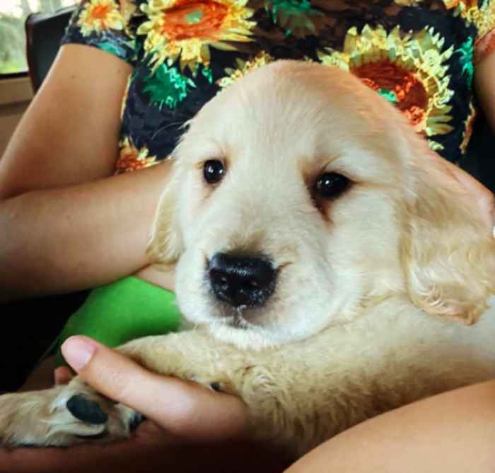 Shawn Mendes et Camila Cabello vient d'adopter le chiot le plus mignon ensemble