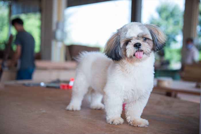 Las 13 mejores mascotas para pacientes con alergia