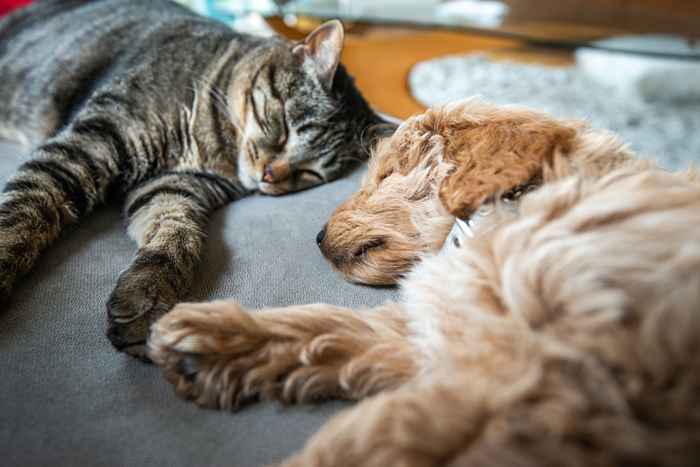 Los CDC simplemente prohibieron estas mascotas en medio de preocupaciones de seguridad