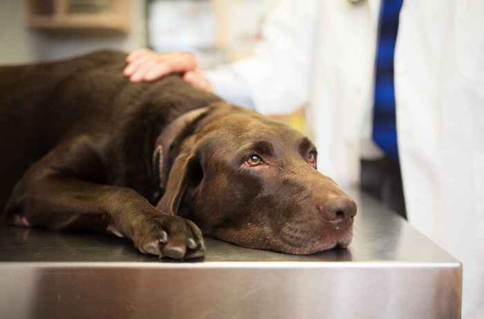 La FDA avertit que ces aliments pour animaux de compagnie ont tué plus de 70 chiens