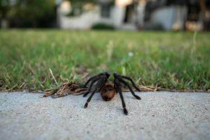 Das Nein. 1 Zeichen Es gibt eine Tarantula in Ihrem Zuhause, warnen Experten