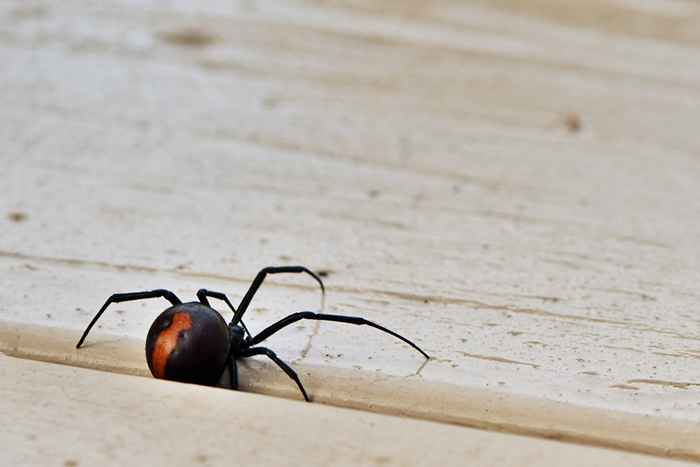 Das Nein. 1 Zeichen Sie haben schwarze Witwen in Ihrem Zuhause, warnen Experten