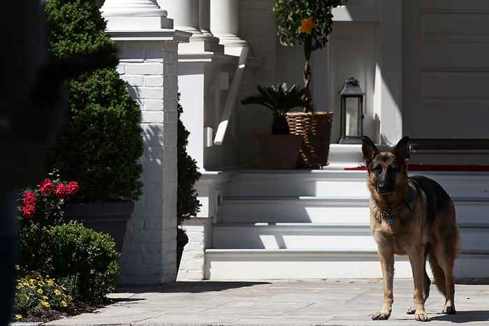 La dulce forma en que vive el primer campeón de perro de Bidens Biden