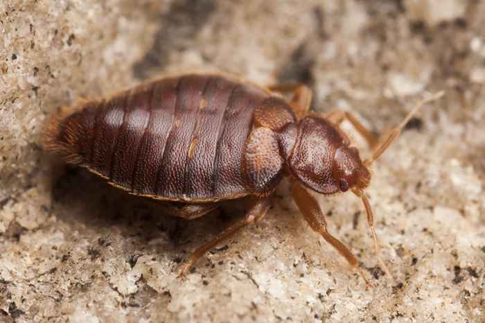 Esses insetos horríveis que você esqueceu podem voltar em breve, os exterminadores alertam