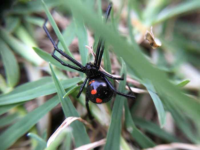 C'est combien de types d'araignées hautement venimeuses sont dans votre état