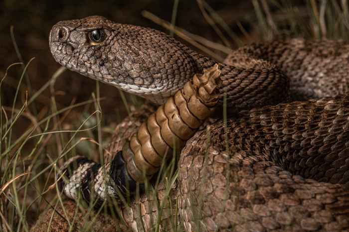 C'est combien de types de serpents venimeux sont dans votre état