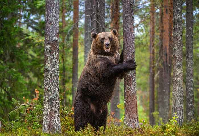 Este é o animal que provavelmente vai matá -lo no u.S.