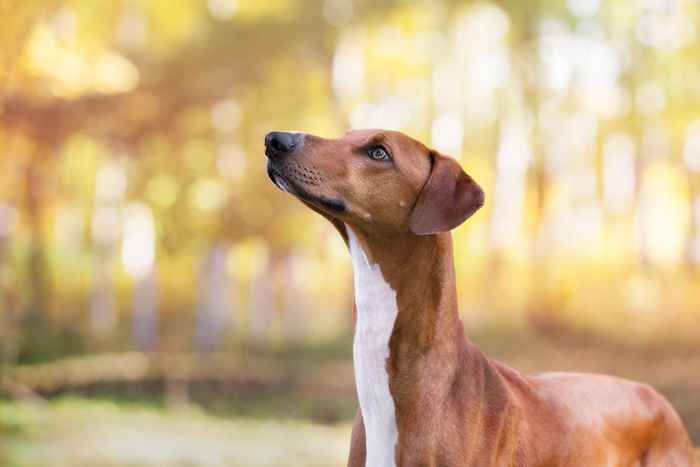 Questa è la razza per cani più costosa, secondo i dati