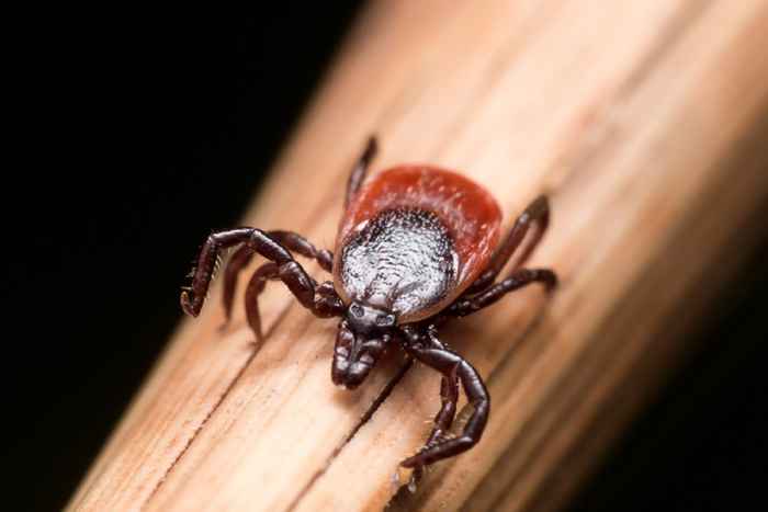 Dette er det mest hatte insektet i U.S., Ny undersøkelse viser