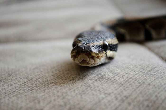 Este é o não. 1 sinal de que há uma cobra em sua casa, dizem os especialistas