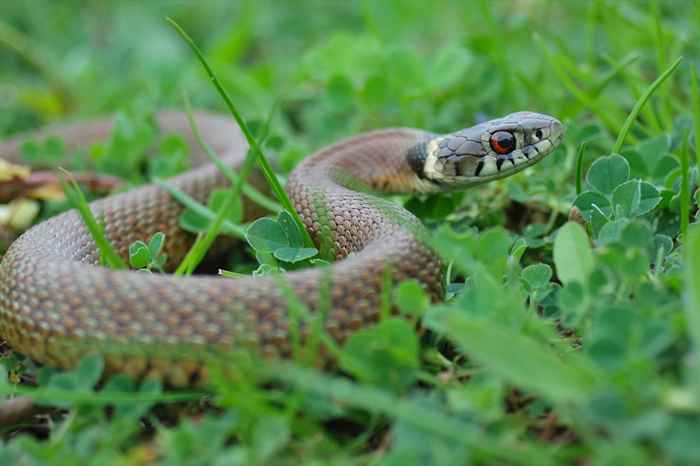 Esto es cuando es más probable que encuentre una serpiente, dicen los expertos